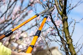 Trimming overhead branches
